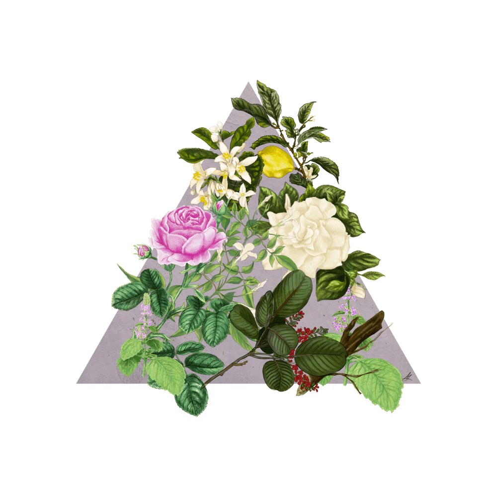 Rosa Novella Fragrances Officina Profumo Farmaceutica di Santa